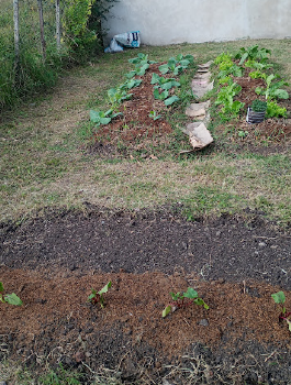 Huerta escolar